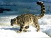 200902021747_Snow-Leopard